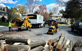 Trusted West Mifflin, PA Tree Services Experts